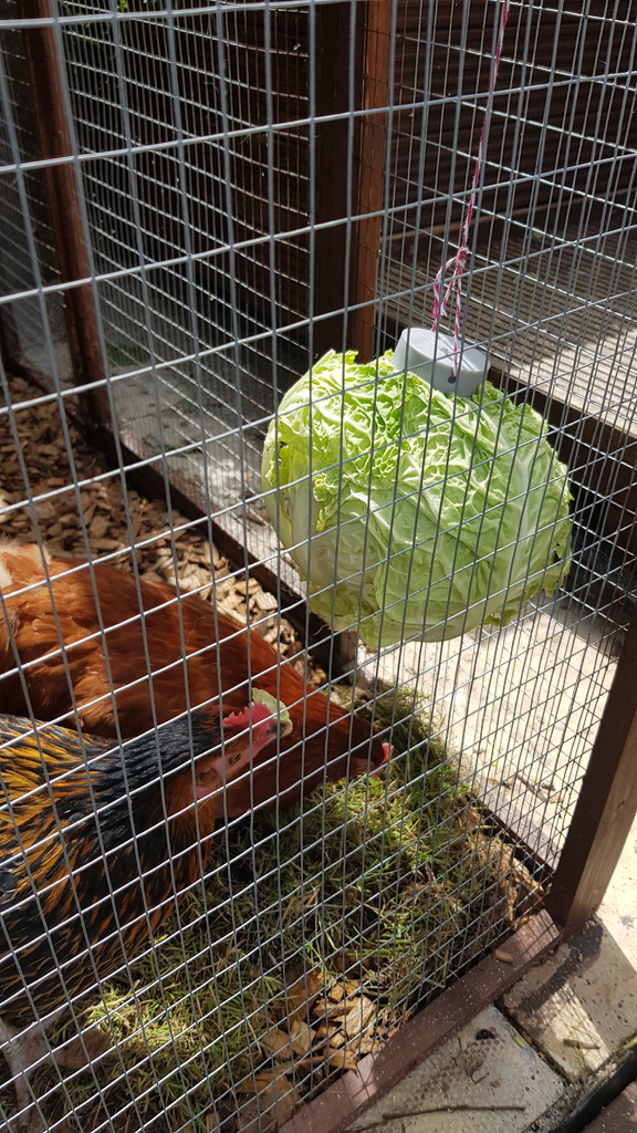 Cabbage Hanger for Chickens