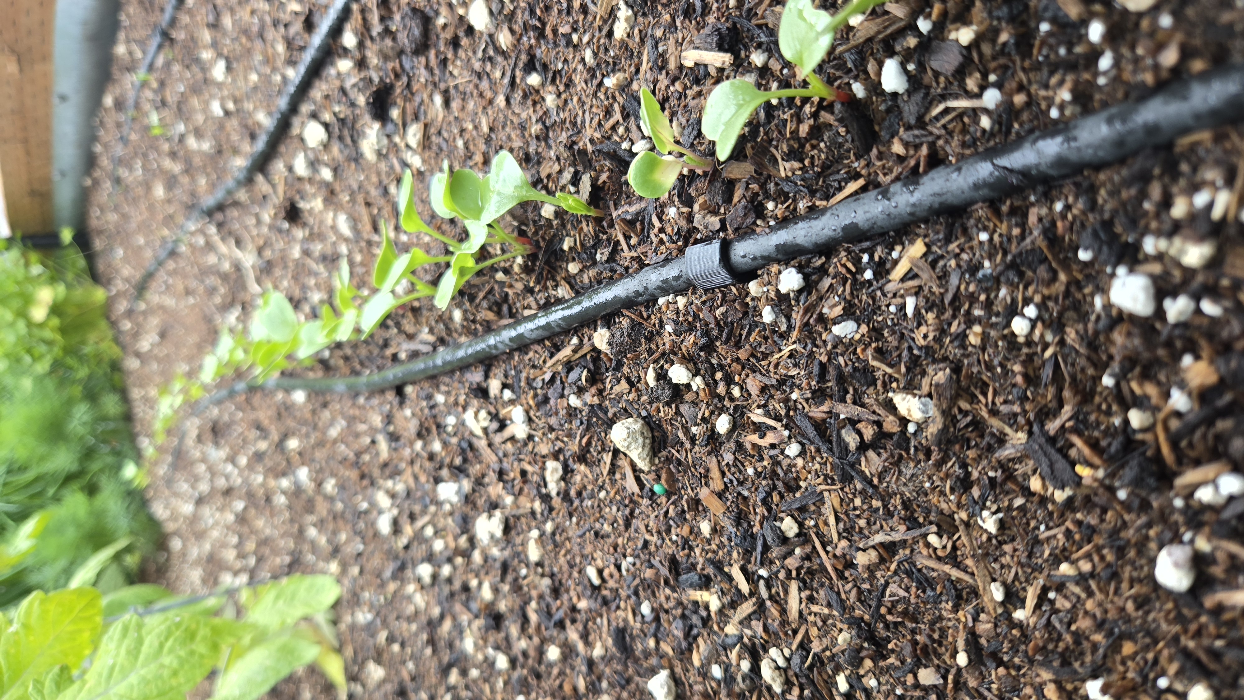 Garden Drip Line Stake/Clip