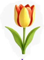 tulip