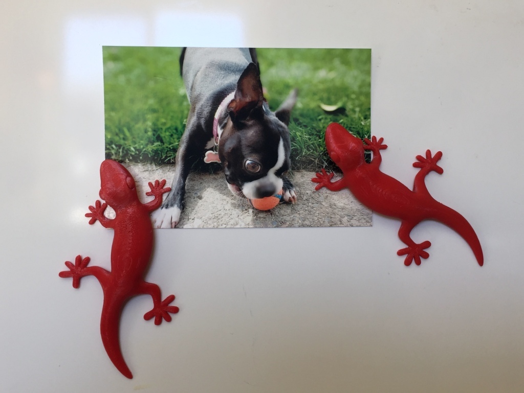 Gecko Fridge Magnet