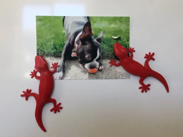 Gecko Fridge Magnet