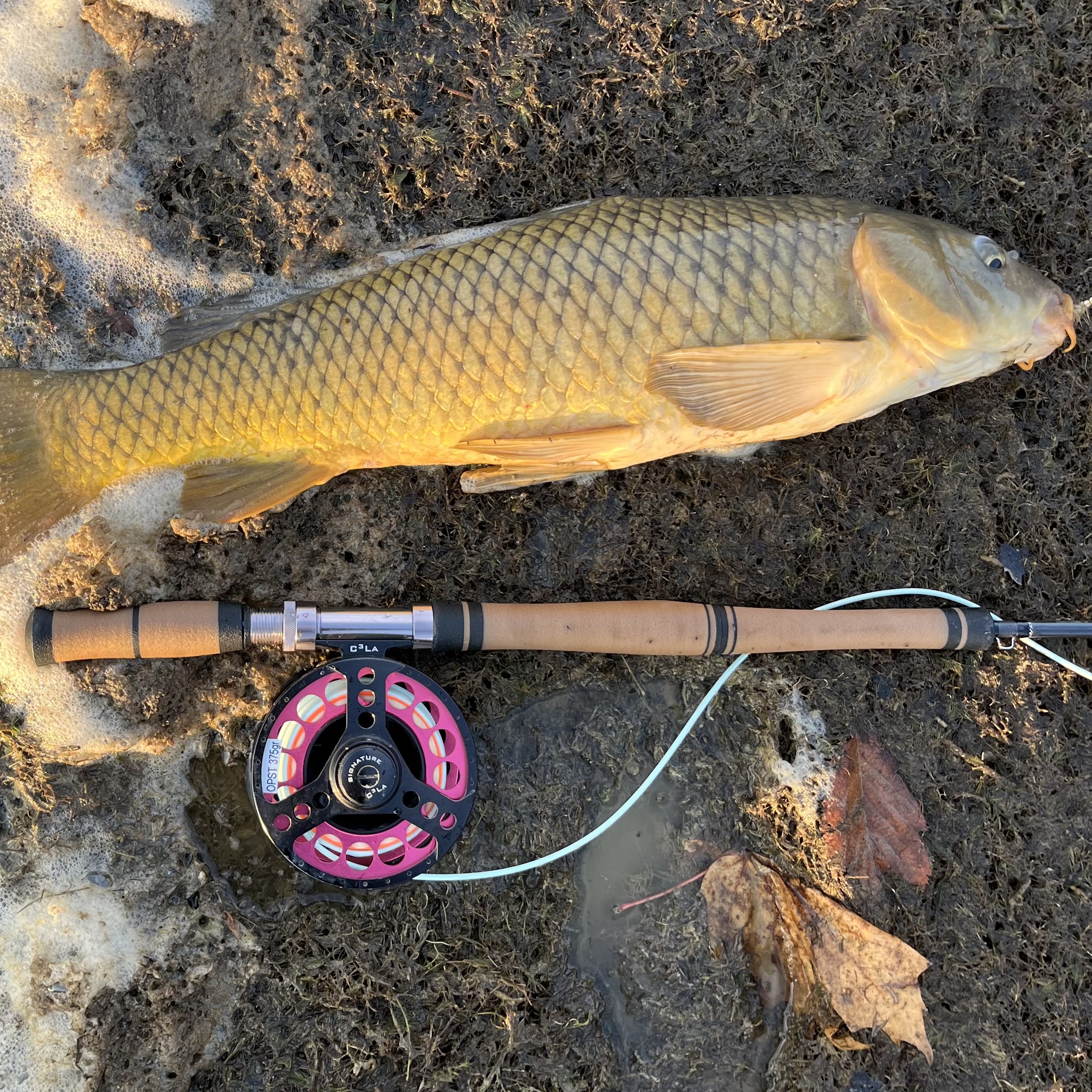 Forward Grip for a 2 Handed Rod