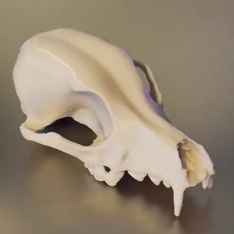 Bitey Remeshed! Public Domain Dog Skull