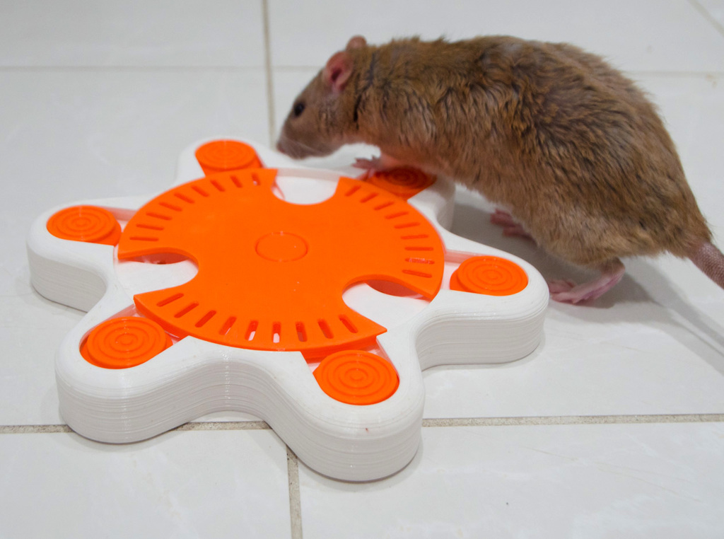 (Pet Enrichment Toy) Turntable Starfish by SavageRodent Download free