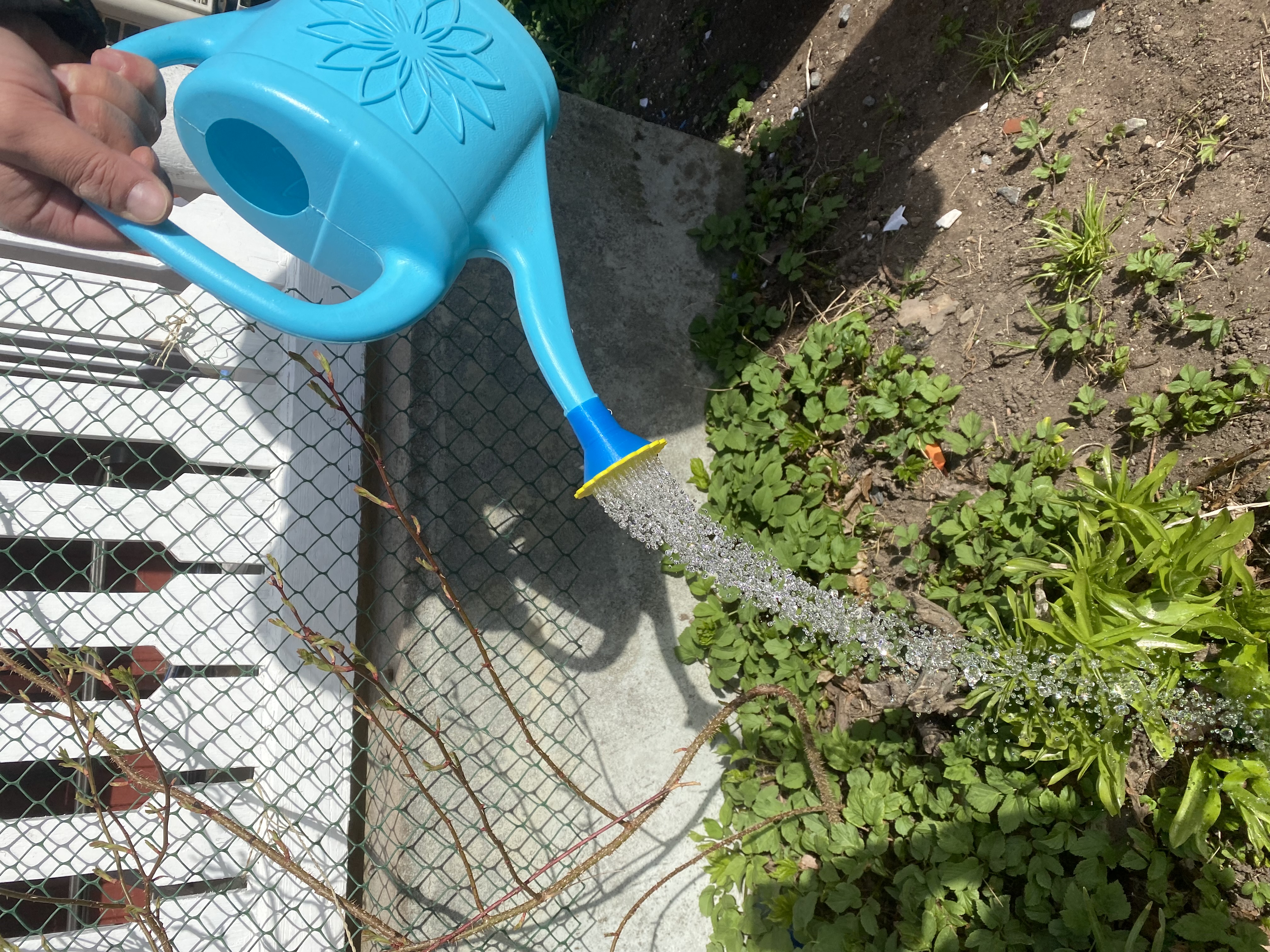 Watering Spout "Flower"