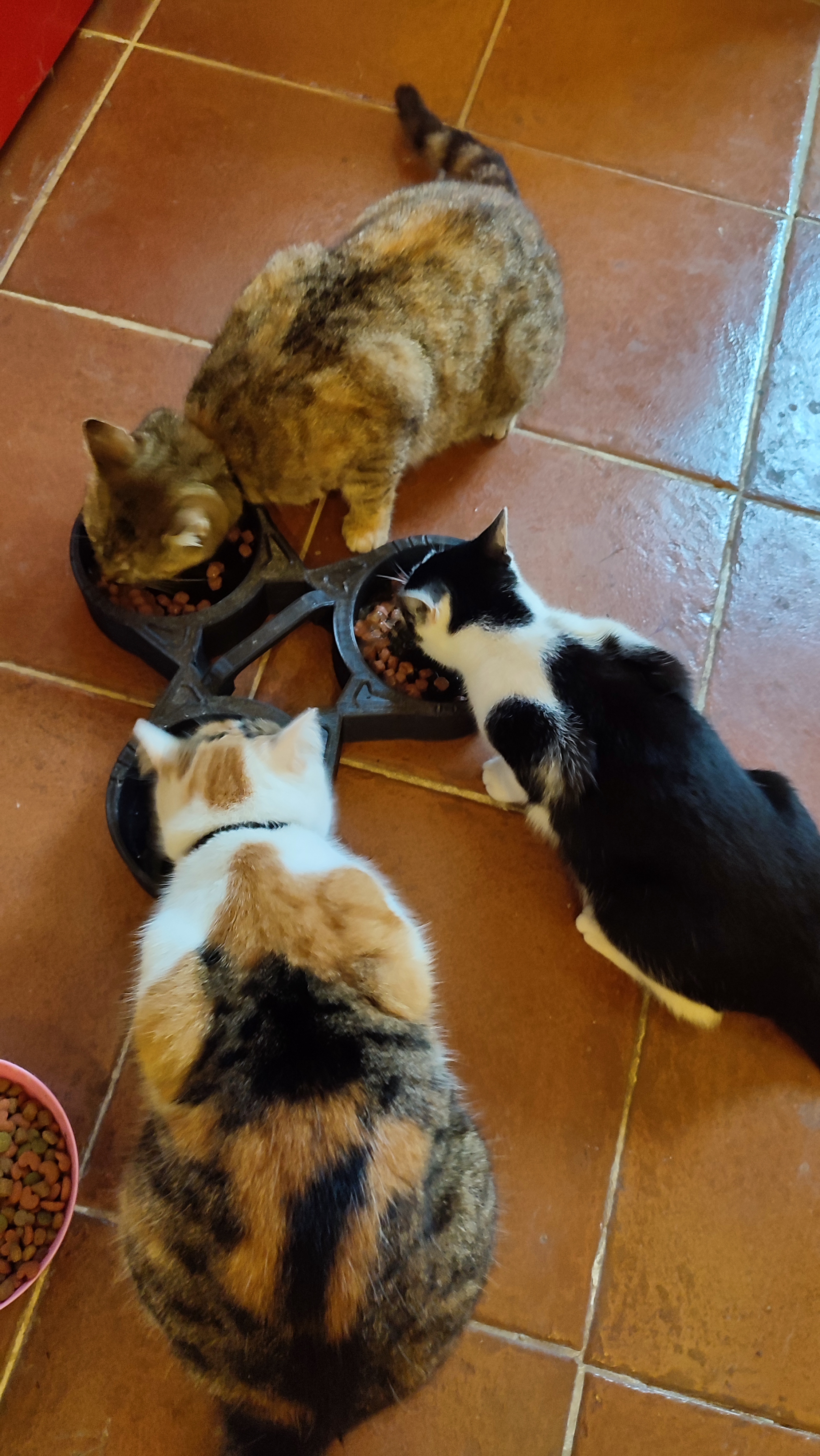 Futterschüssel Katze 3er
