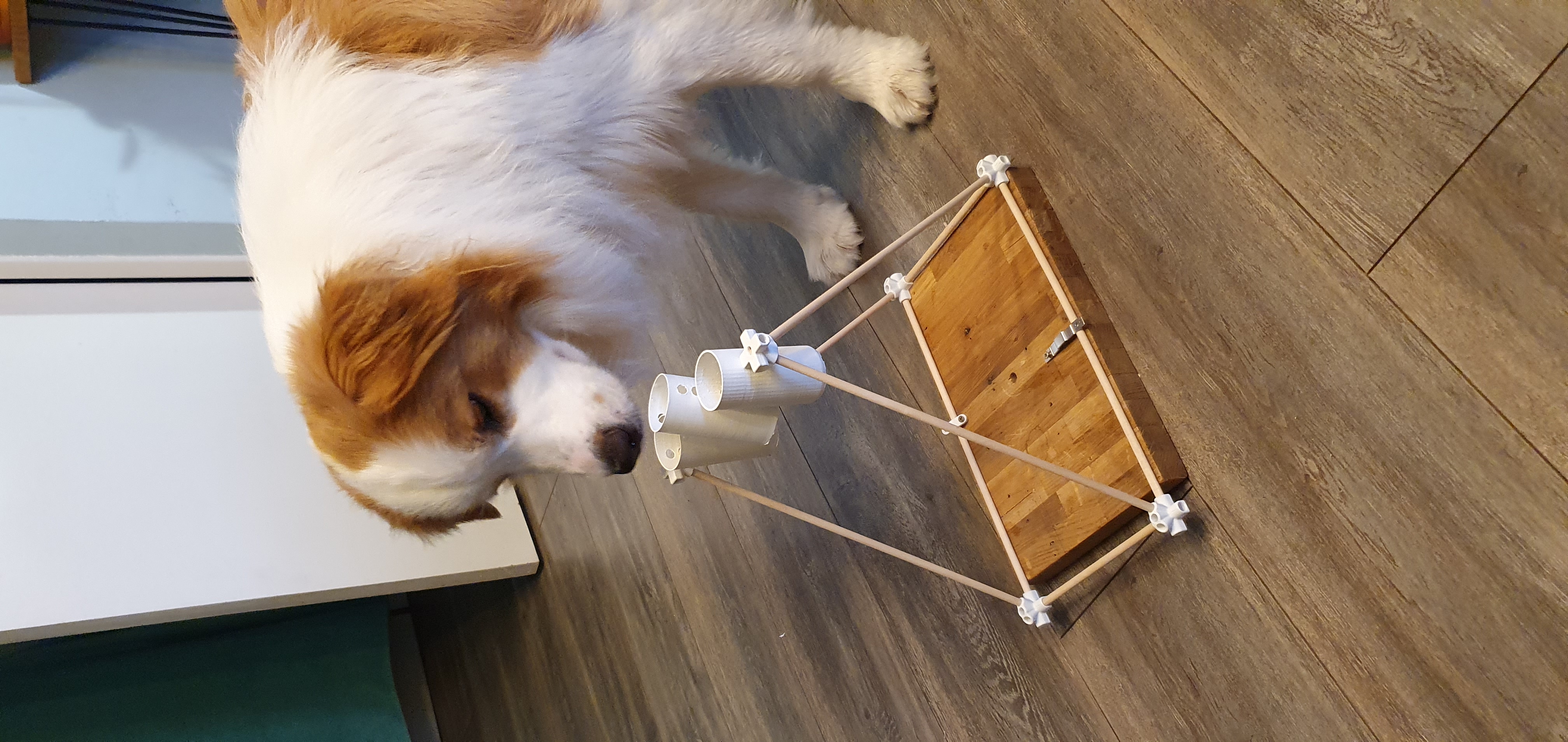 Dog Puzzle Cup