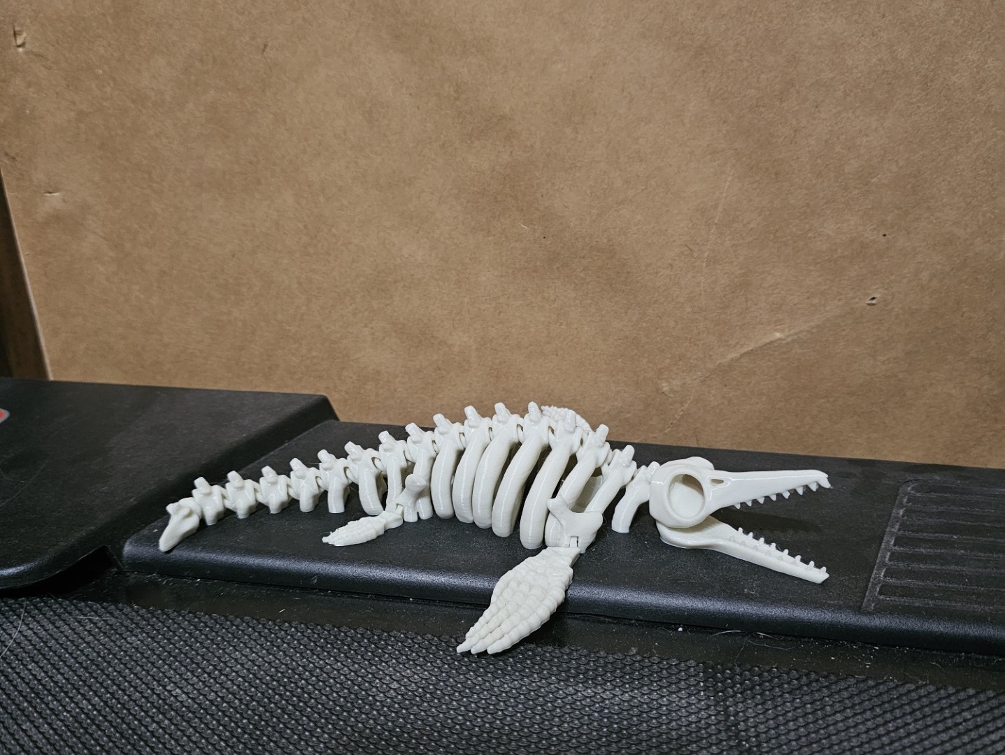 Articulated Ichthyosaur skeleton.