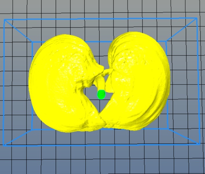 Miniatura 10 do modelo 3D Lungs 3D Model
