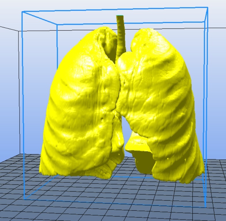 Miniatura 13 do modelo 3D Lungs 3D Model