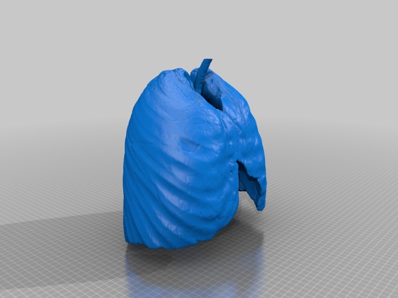 Miniatura 20 do modelo 3D Lungs 3D Model