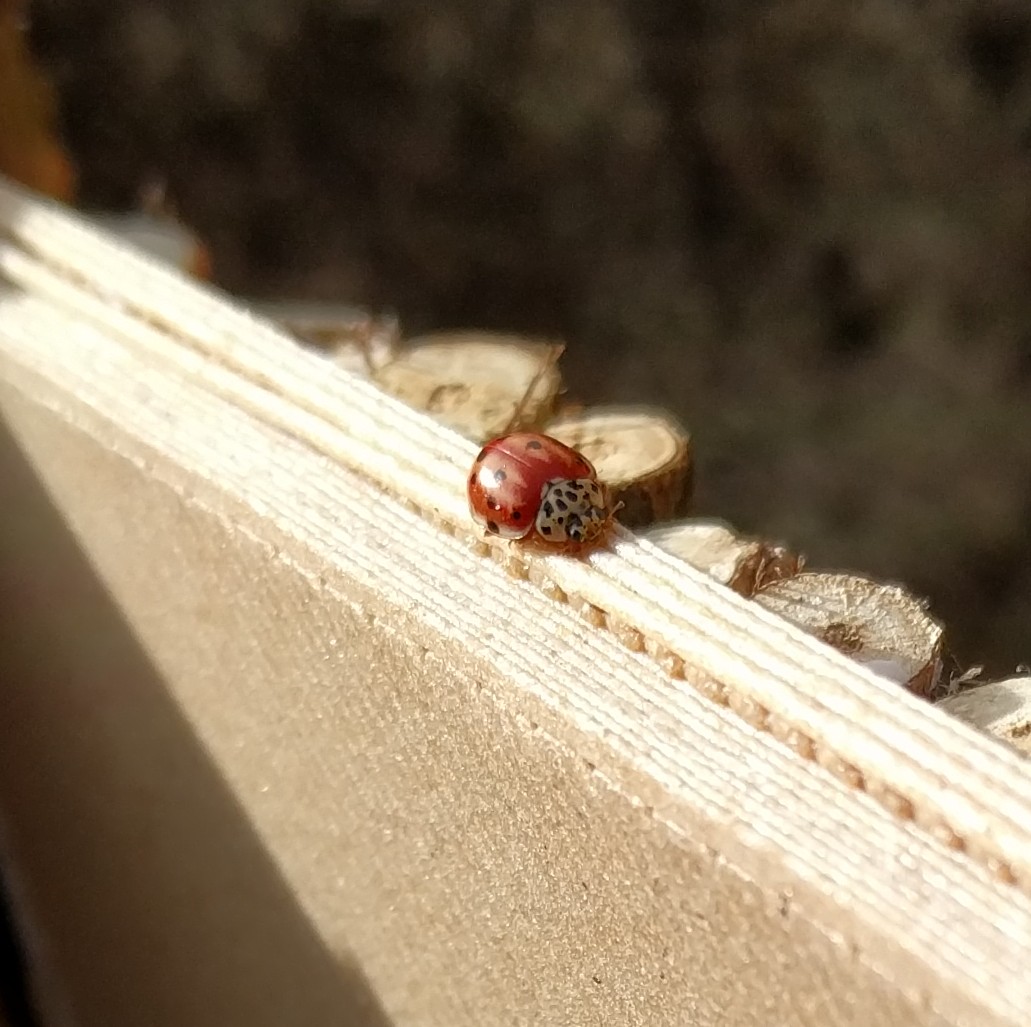 Ladybug House — miniatura 2