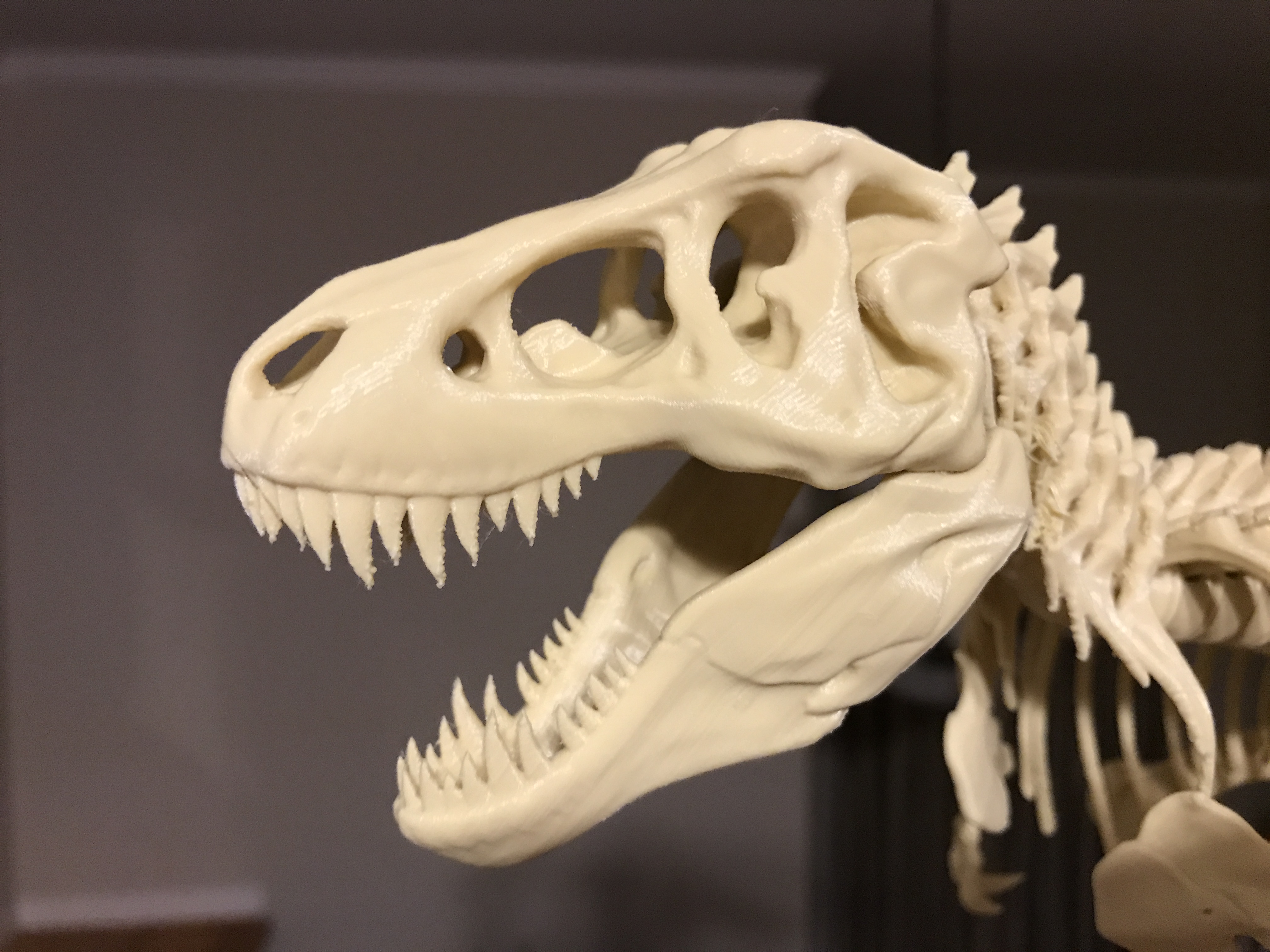 T-Rex Skeleton fixed and printable by icefox | Download free STL model ...