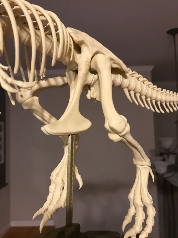 Free STL file T-Rex Skeleton 🦖・Design to download and 3D print・Cults