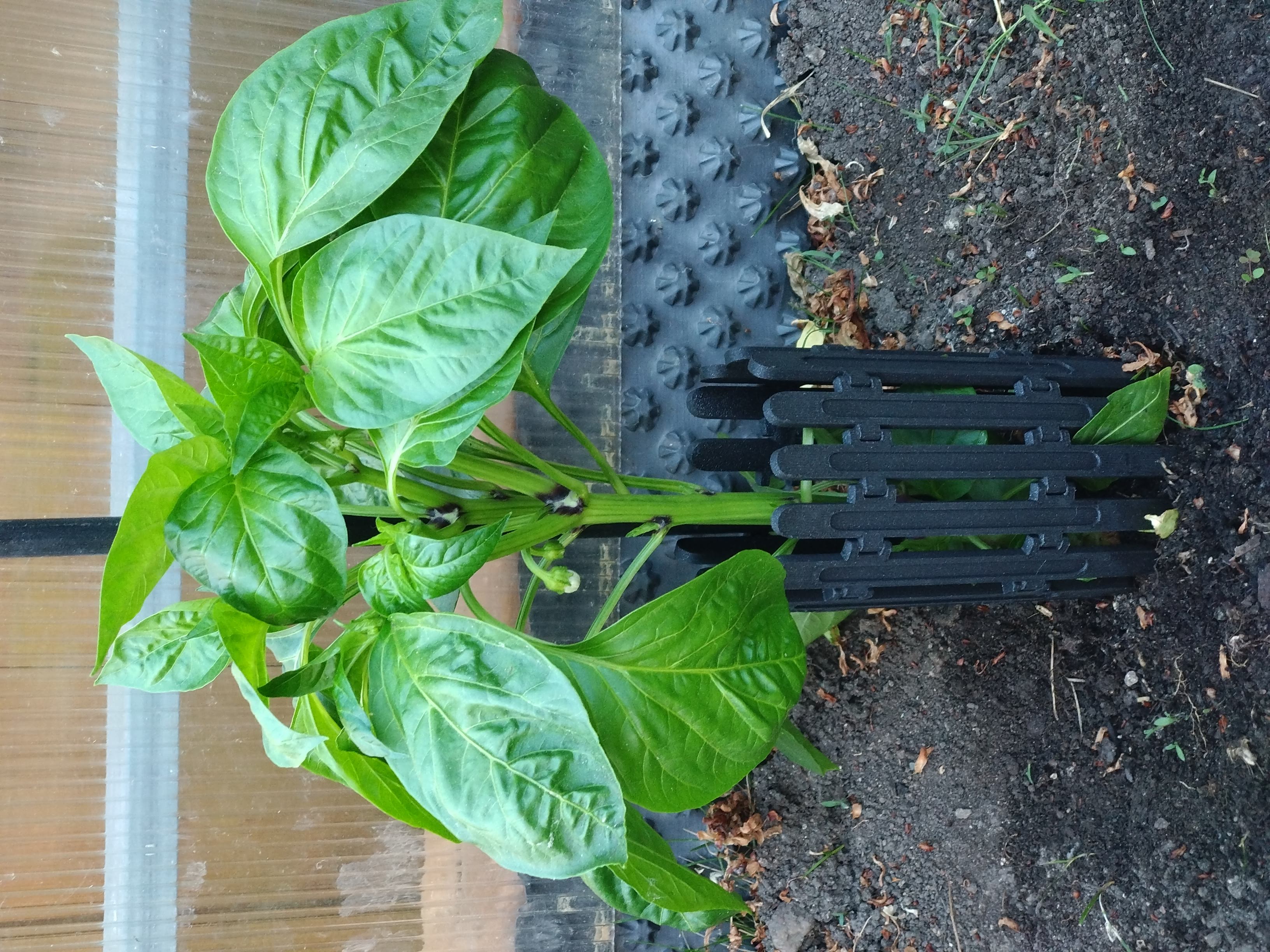 Miniatura 2 do modelo 3D plant enclosure