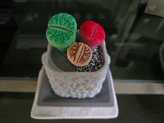 Lithops with Pot