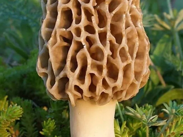Morel Mushroom