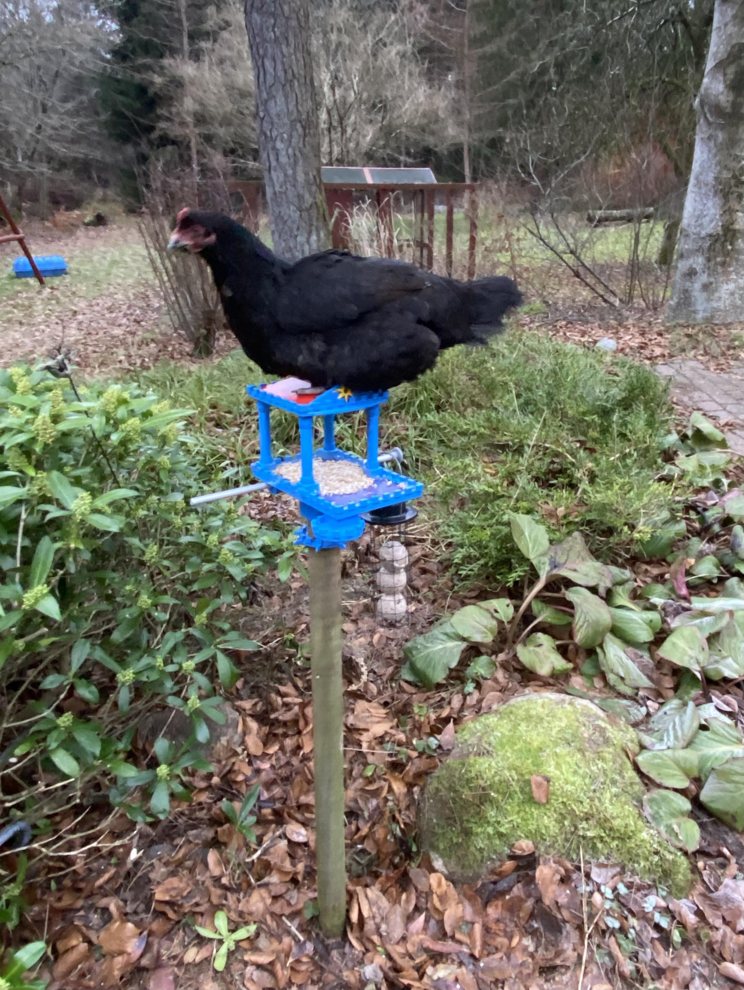 Bird feeder and bath