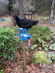 Bird feeder and bath
