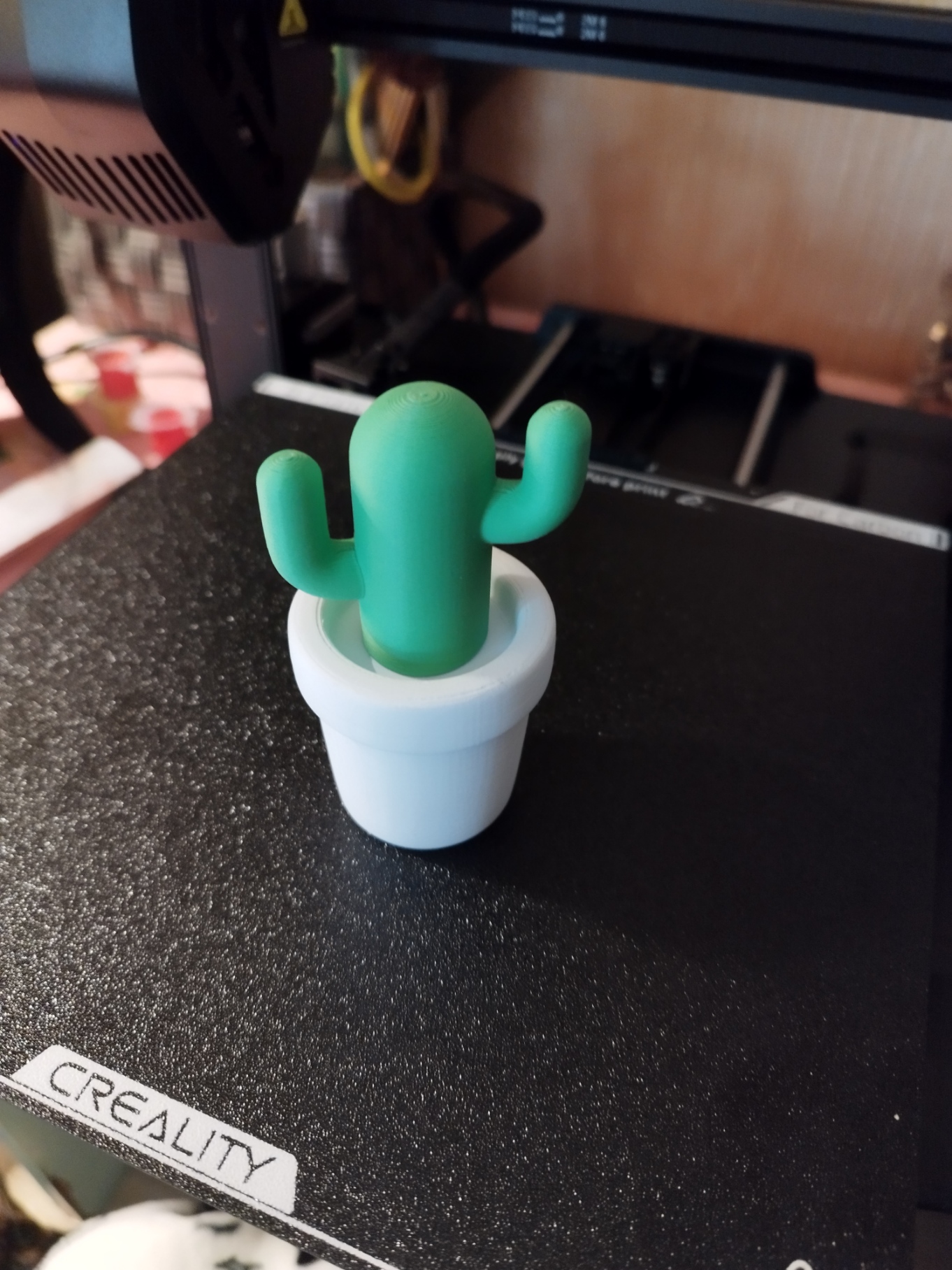Cactus