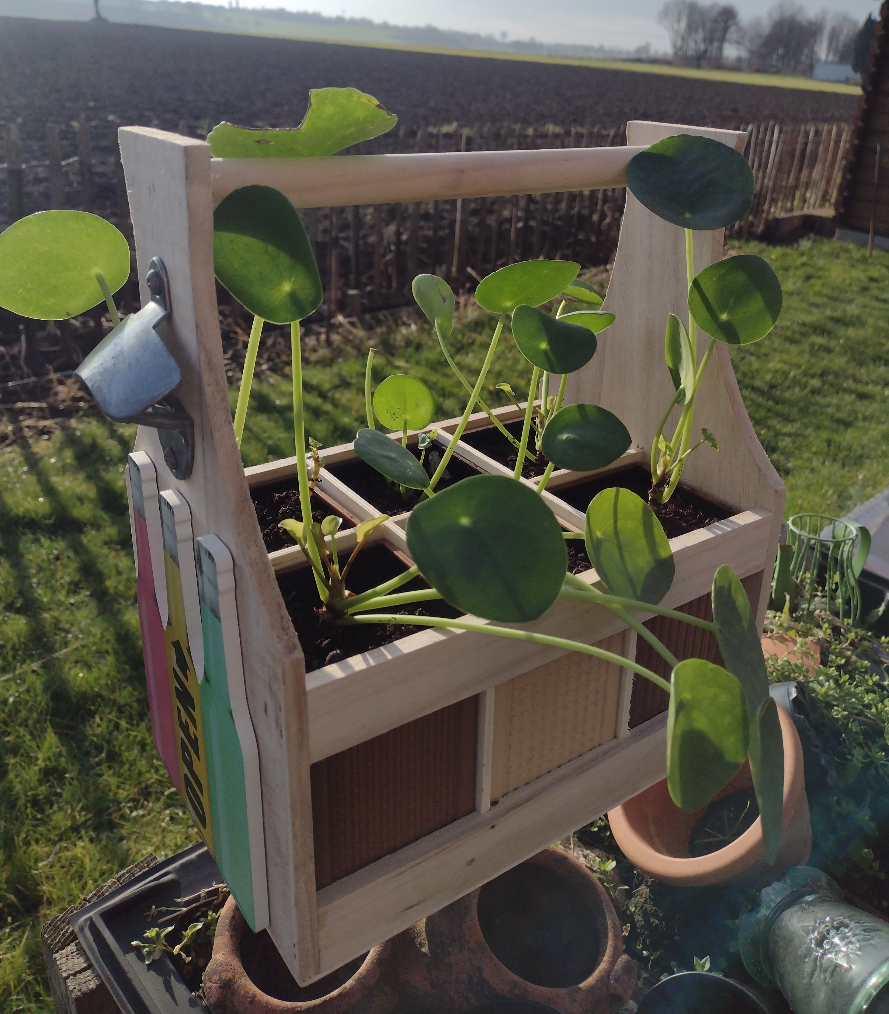 Bloempotjes in flessendrager. Flower pots in bottle holder. Pots de fleurs dans un porte-bouteilles.