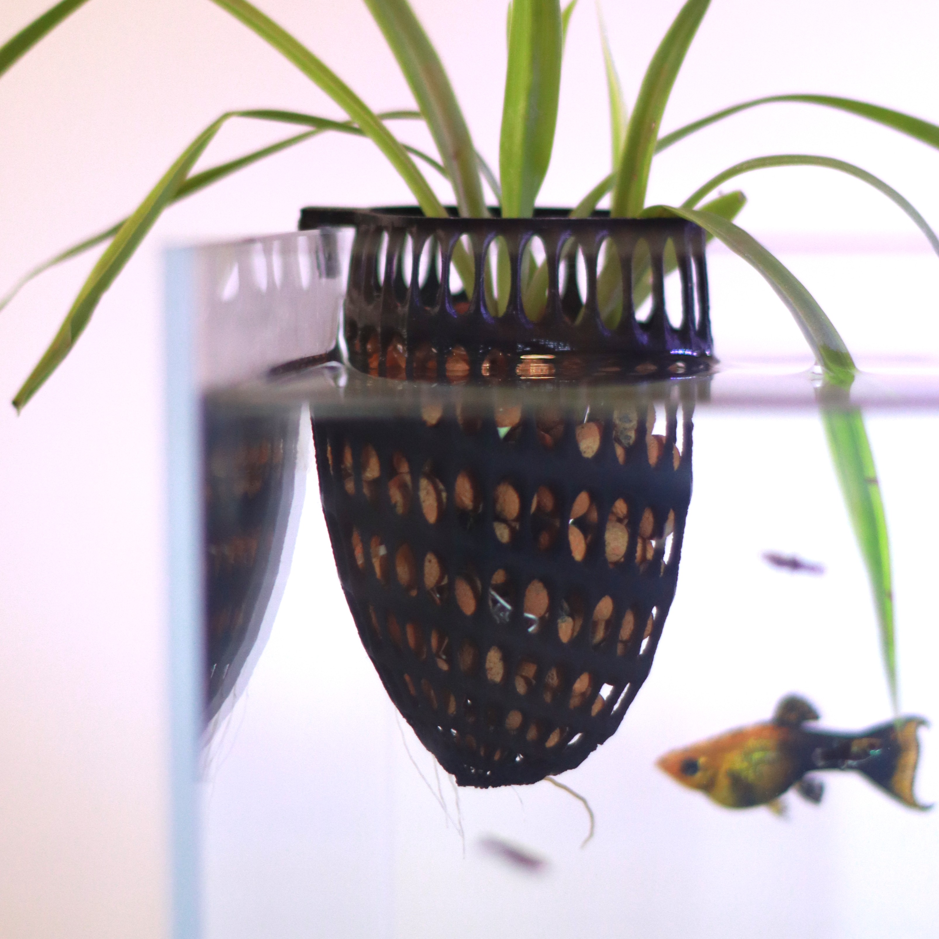 Aquarium Hanging Planter - HiveFloraV4
