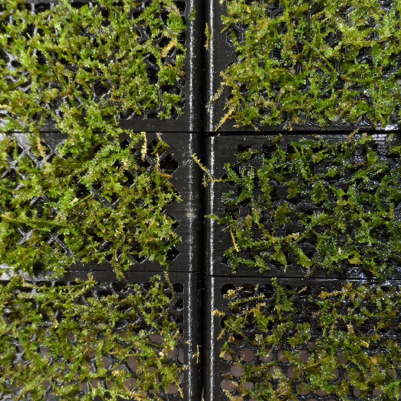 Modular Shrimp Hide/Moss Wall/Plant Holder Combo by MotherBuzzard ...