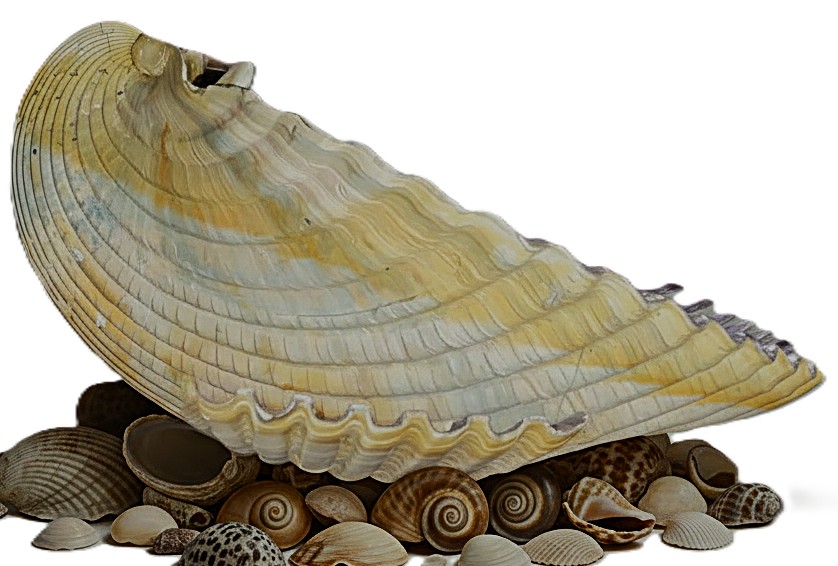 ClamShellwithBase