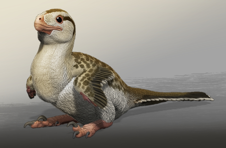 Baby Dromaeosaurid