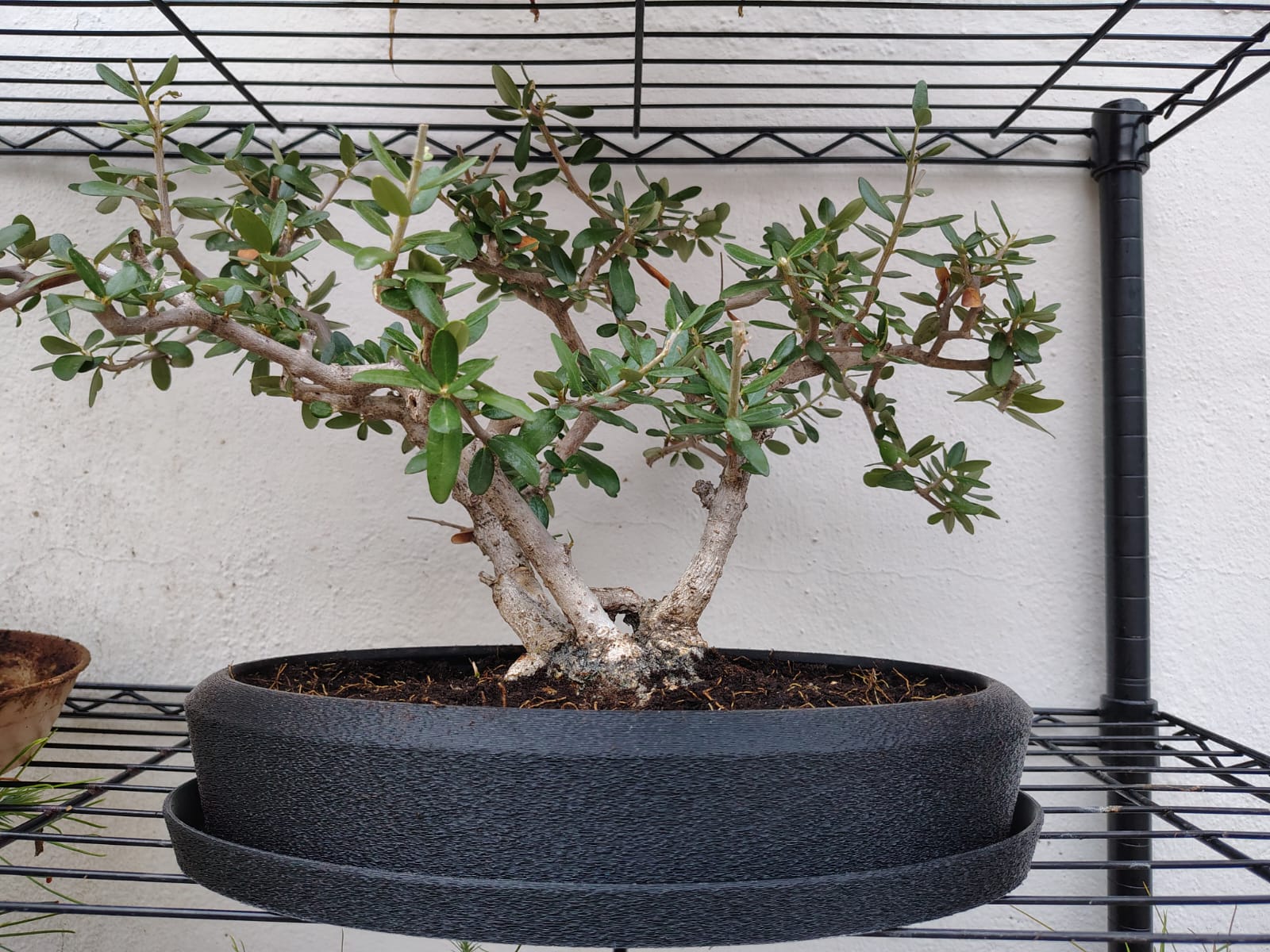 Bonsai Pot