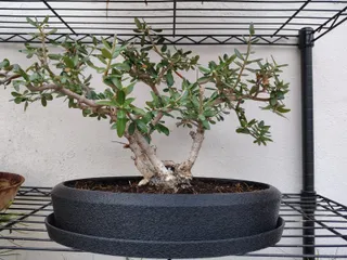 Bonsai Pot