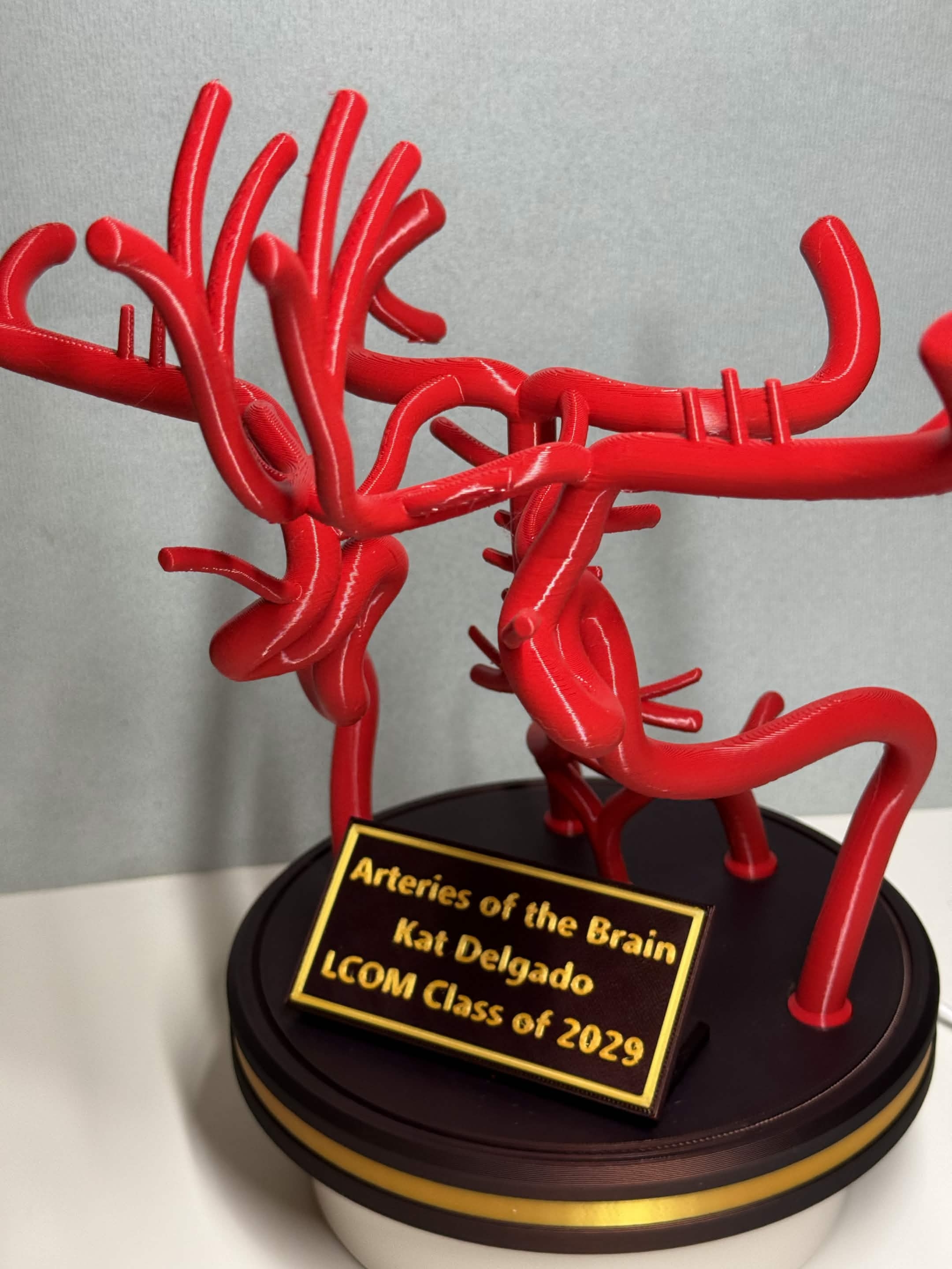Arteries of the Brain