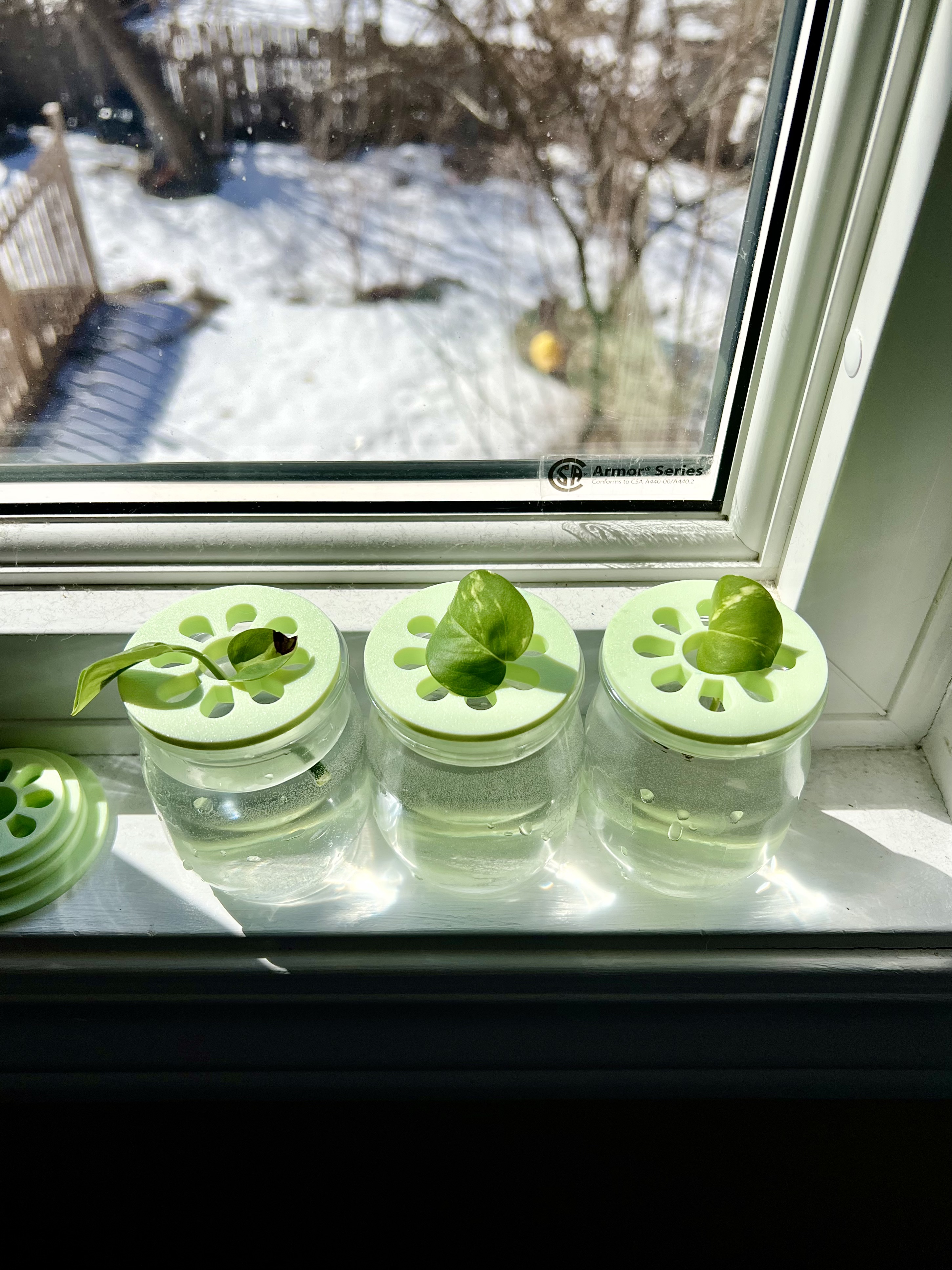 Yogurt Pot Propagation Lid (with airflow petals)