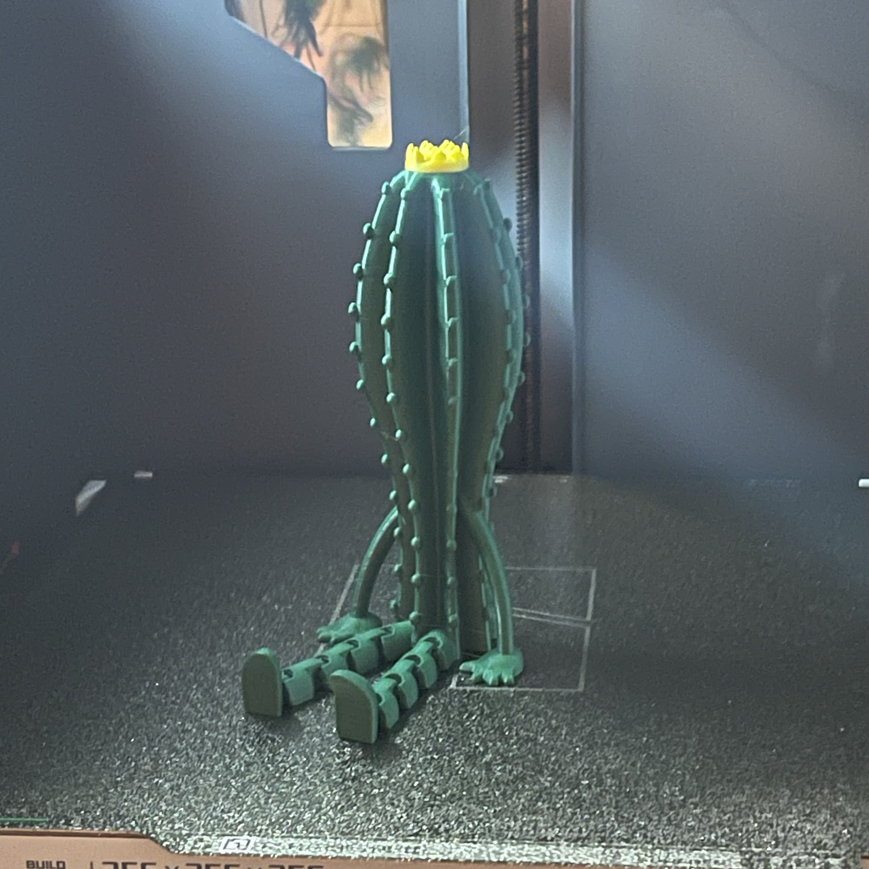 Friendly Articulated Cactus (Pilosocereus)