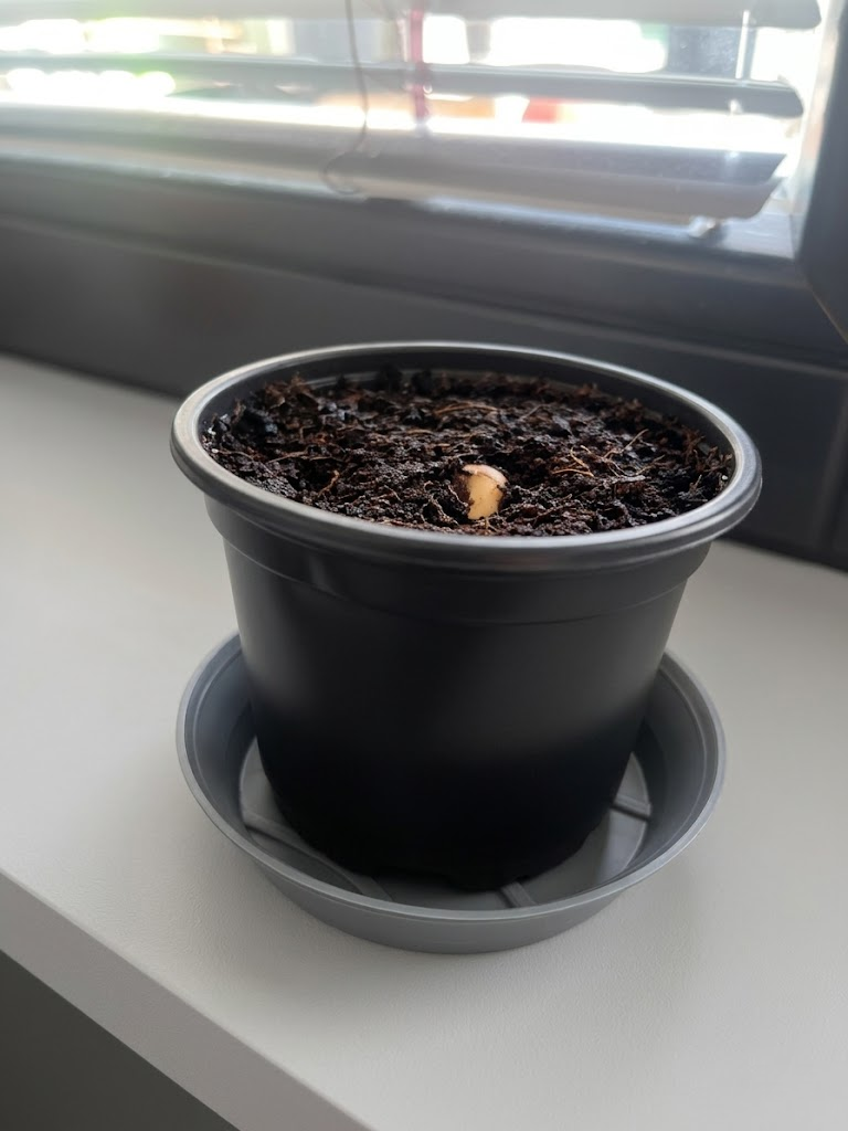 Plant saucer