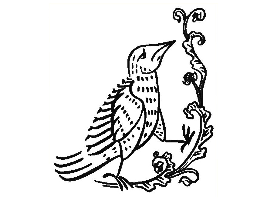 Taube - Dove - printed drawing - mediaval art
