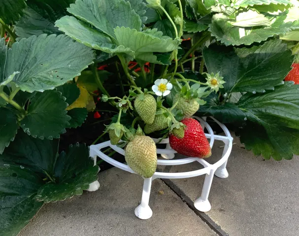 Strawberry Table (Erdbeer Tisch)