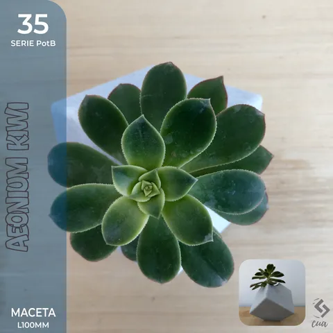 PotB_35