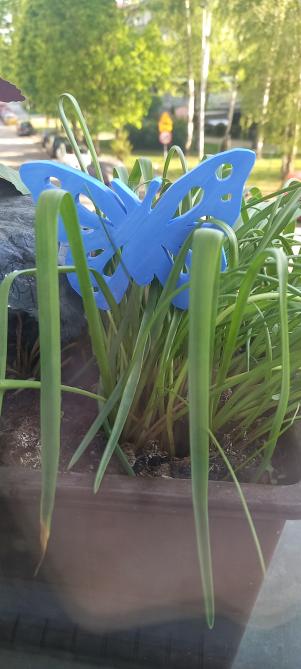 Butterfly flower pot decoration
