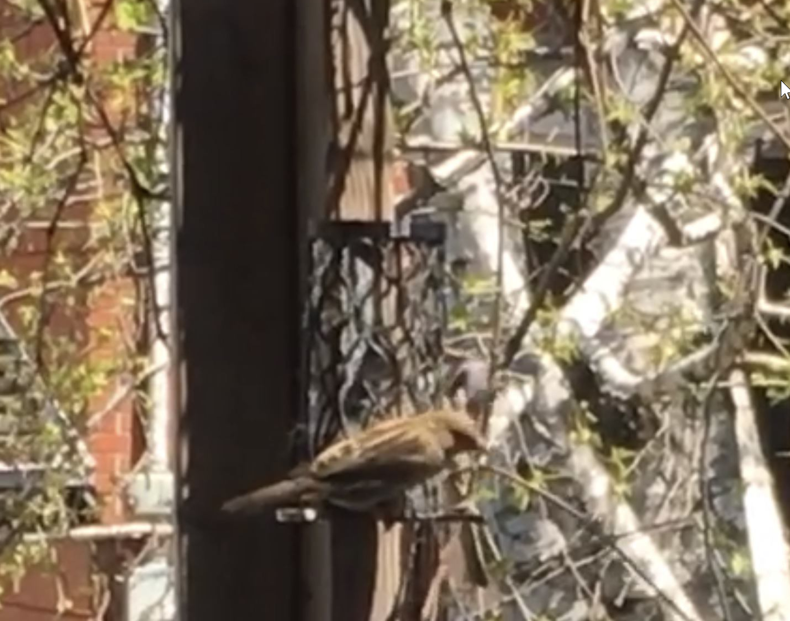 Fur distributor for Bird
