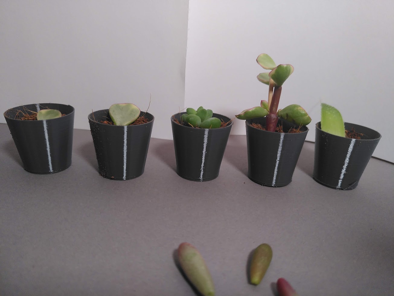 Vase Mode Succulent propagation planter