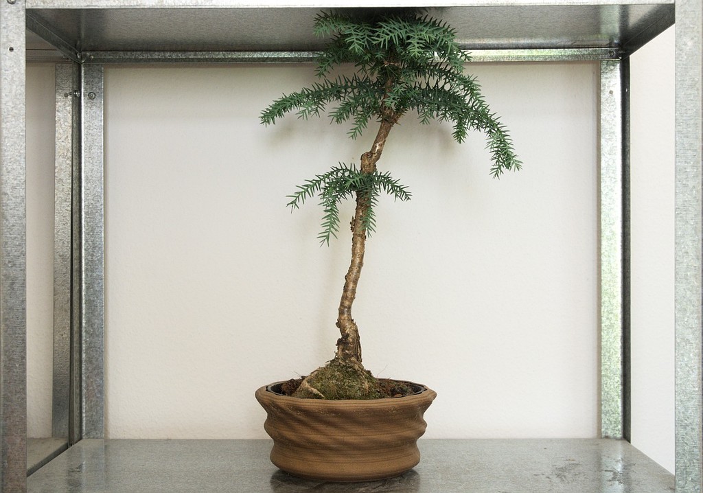 Planter #1