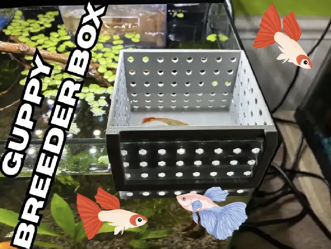 Guppie breeder box V2 3D model by Grant