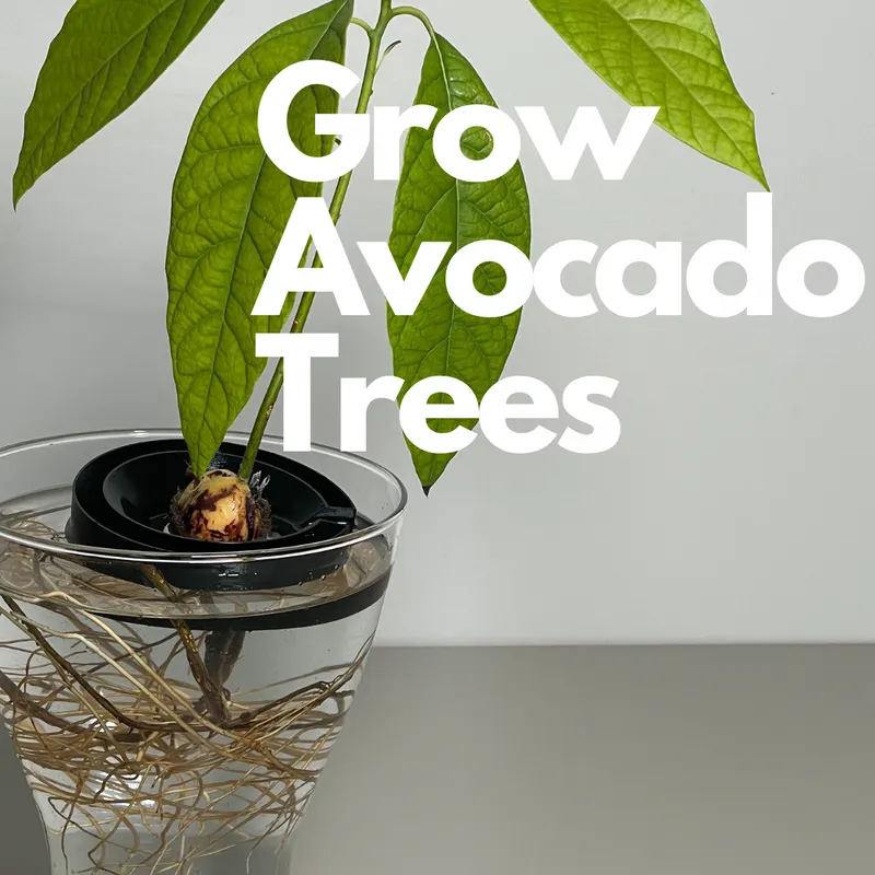 Avocado Slicer - Avocado Tree Seeds