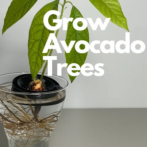 Avocado Float - grow Avocado from seed