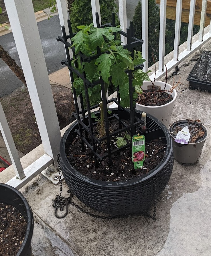 Plant trellis + Coupler — thumbnail 2