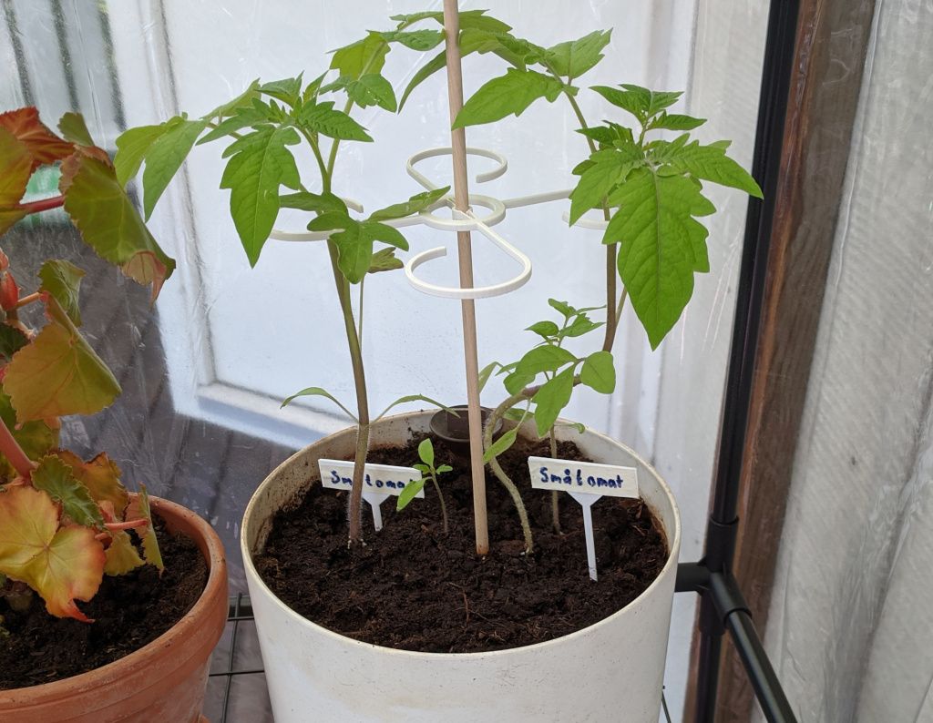 Plant Support Wheel for tomatoes and other wiggly plants