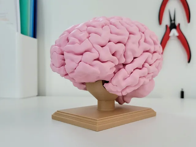 Full-size human brain