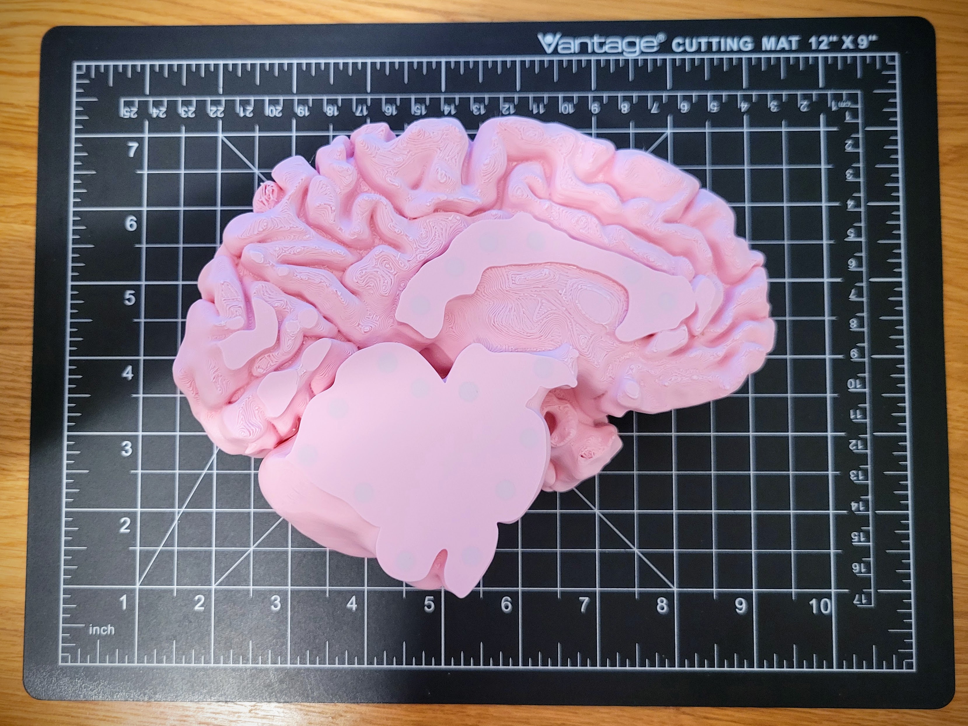 Full-size Human Brain By Julia Ebert | Download Free STL Model ...