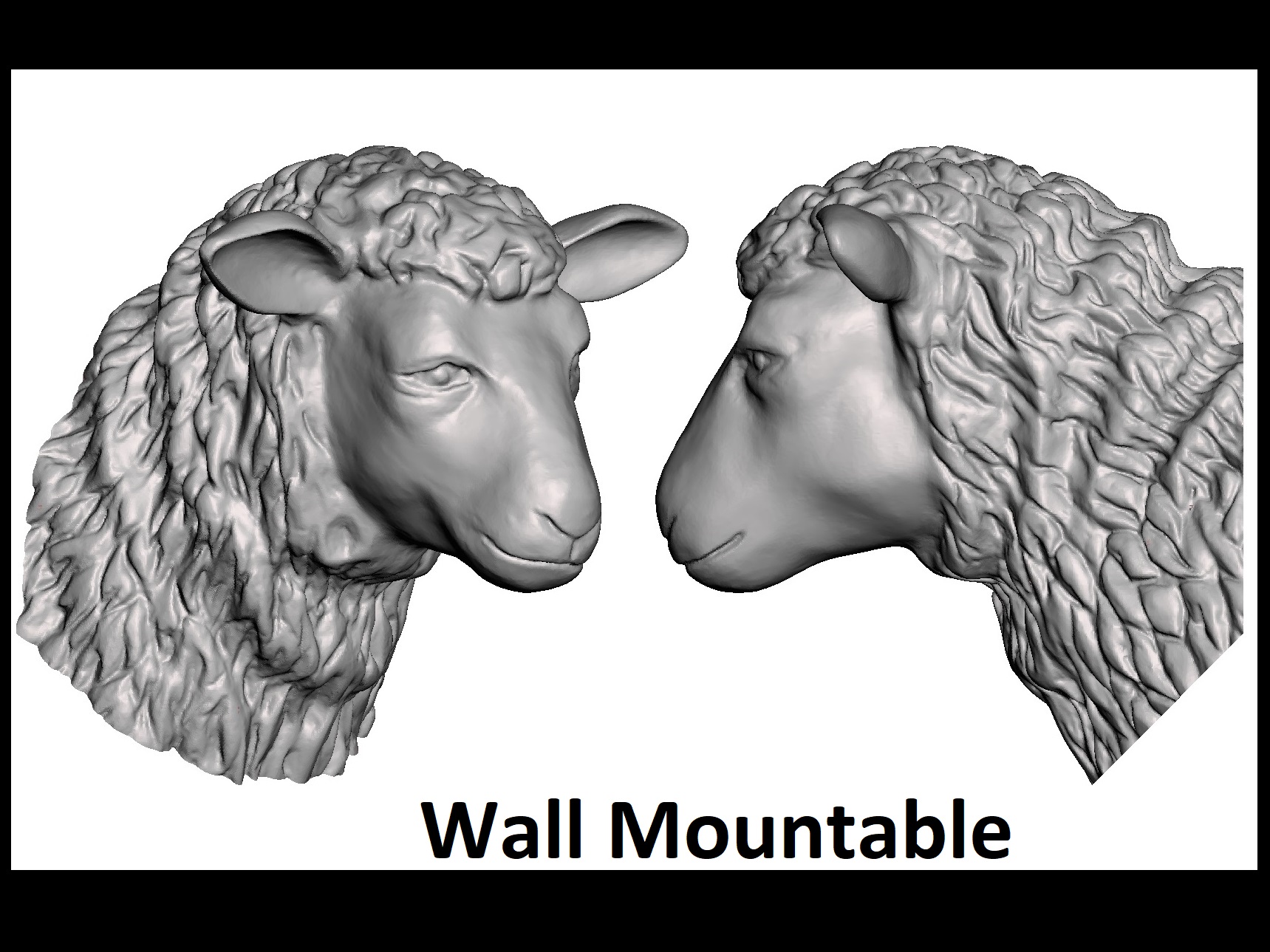 Sheep